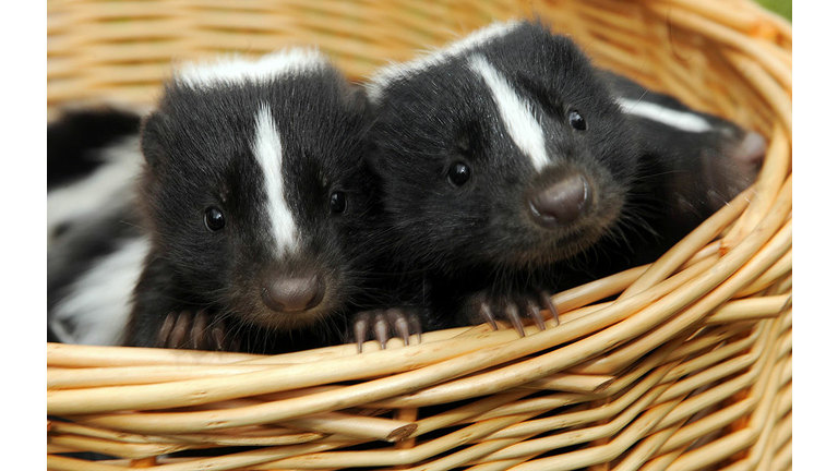 Baby Skunks