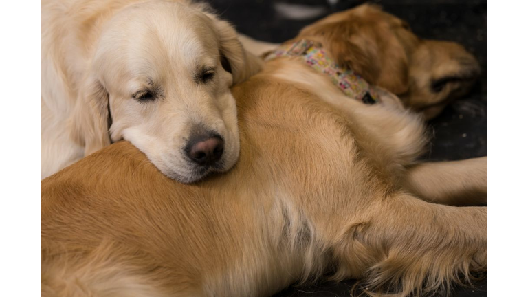BRITAIN-ANIMAL-DOG-CRUFTS