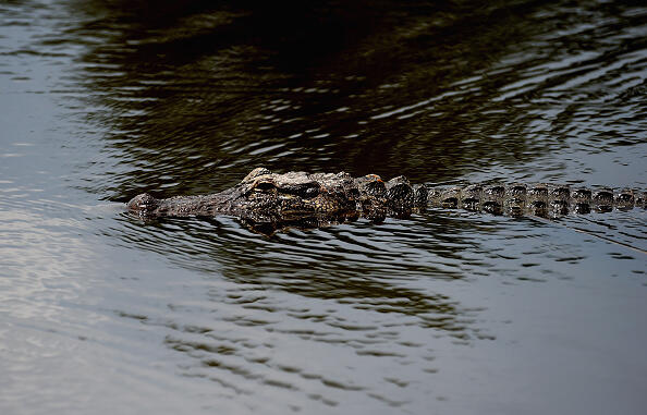 He Caught More Than a Fish!  - Thumbnail Image