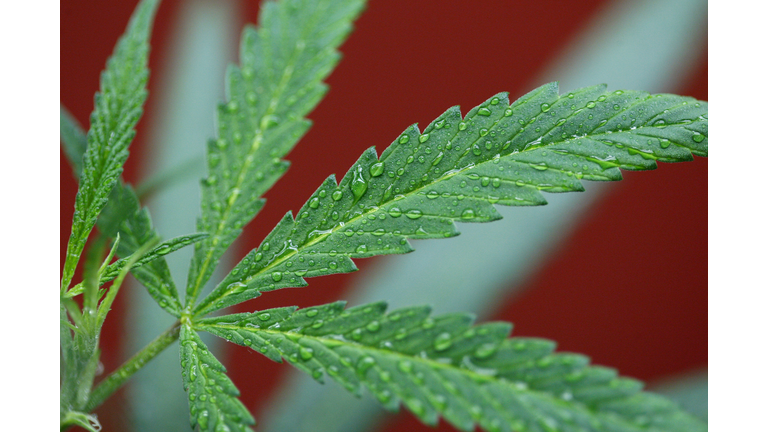 Los Angeles To Not Enforce Ban On Marijuana Dispensaries