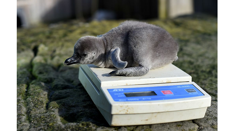 Baby Penguin