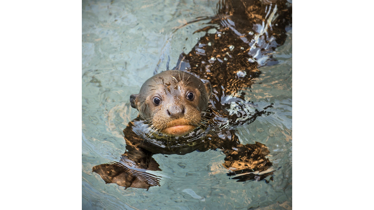 Baby Giant Otter