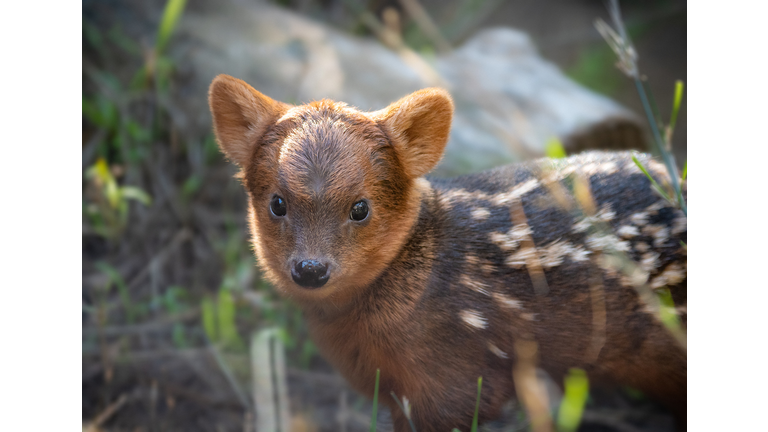 Baby Pudu