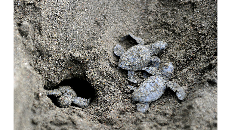 Baby Kemp Ridley Sea Turtles