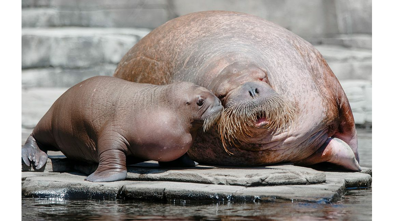 Baby Walrus