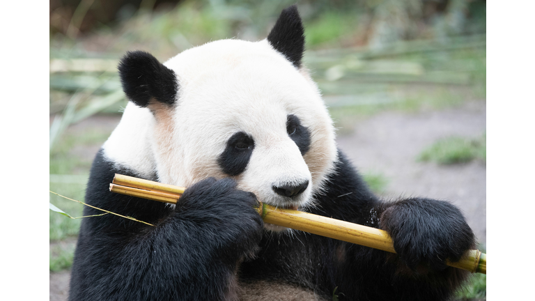 Panda at Memphis Zoo Picks Next Super Bowl Winner