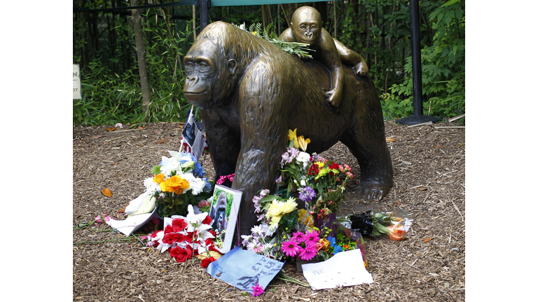 Controversy Rages After Shooting Death Of Endangered Gorilla At Cincinnati Zoo