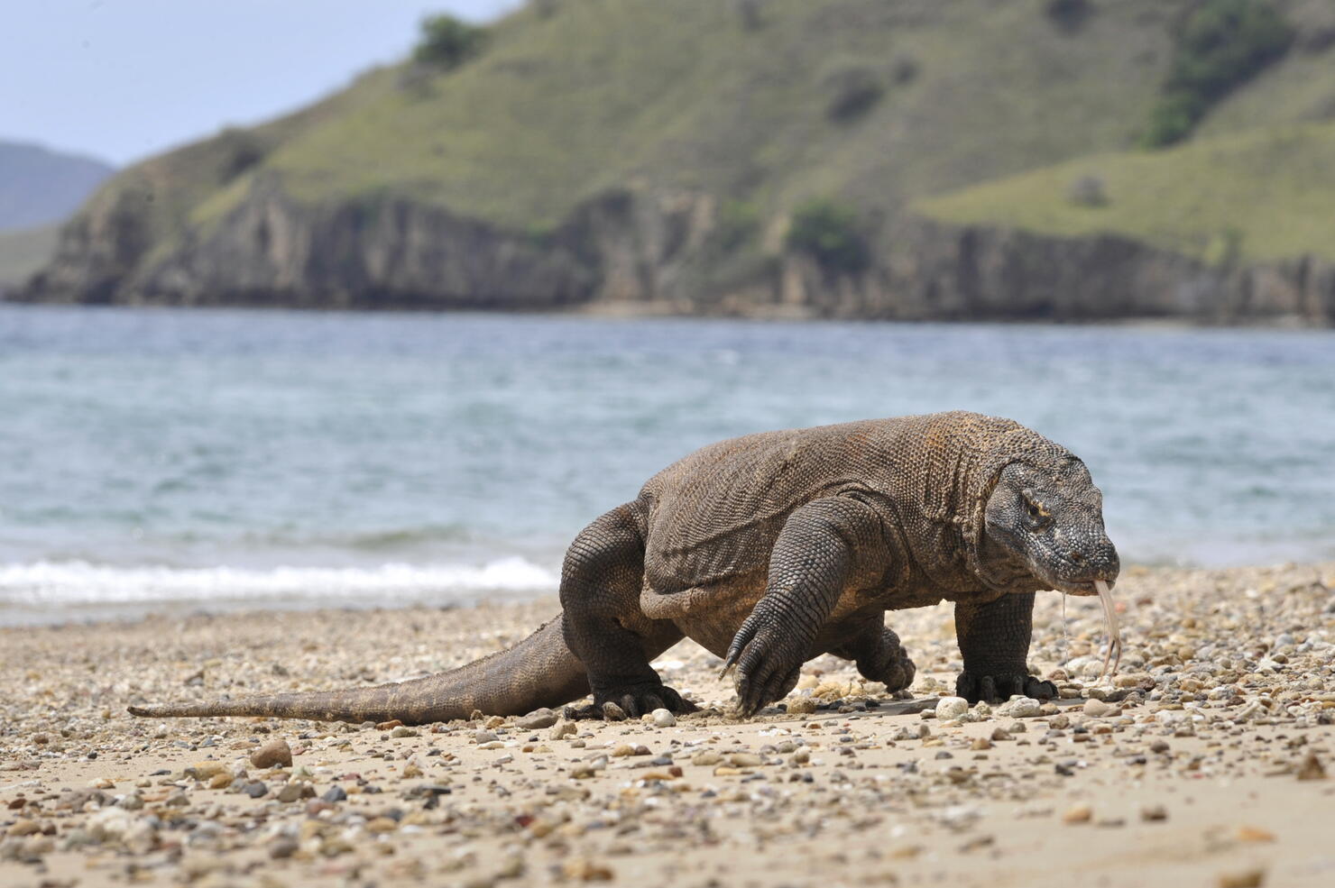 Komodo