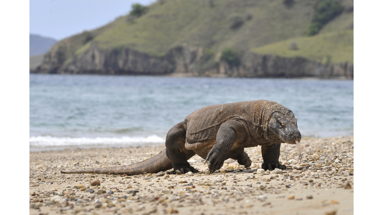 Komodo island closing because people keep trying to steal the dragons