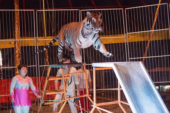 CHINA-ANIMAL-CIRCUS