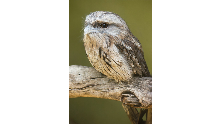 Baby Snow Owl