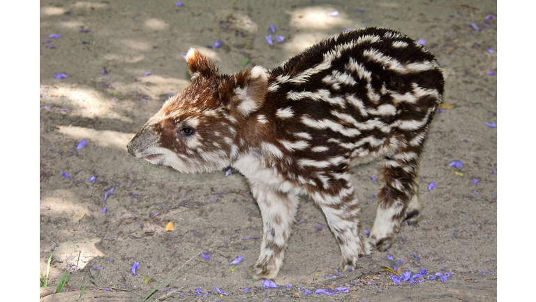 Baby Tapir