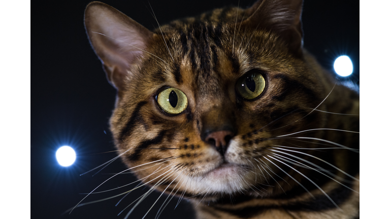 The Feline World Gathers For The Supreme Cat Show 2017
