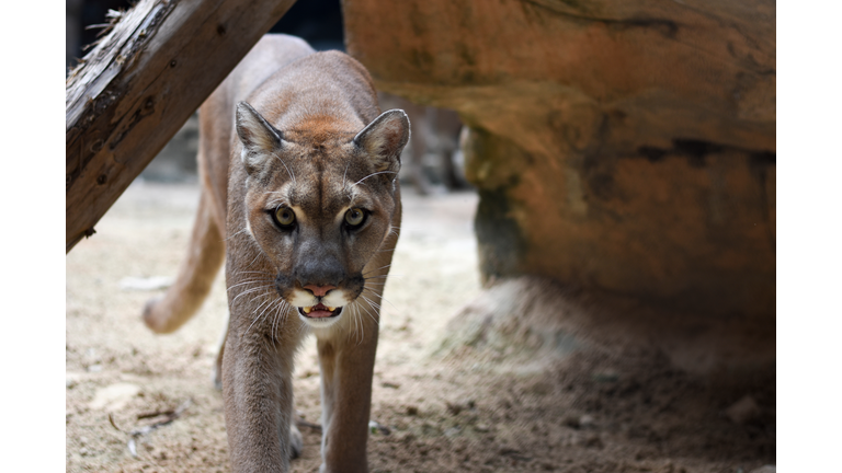 Portrait Of Puma In Zoo