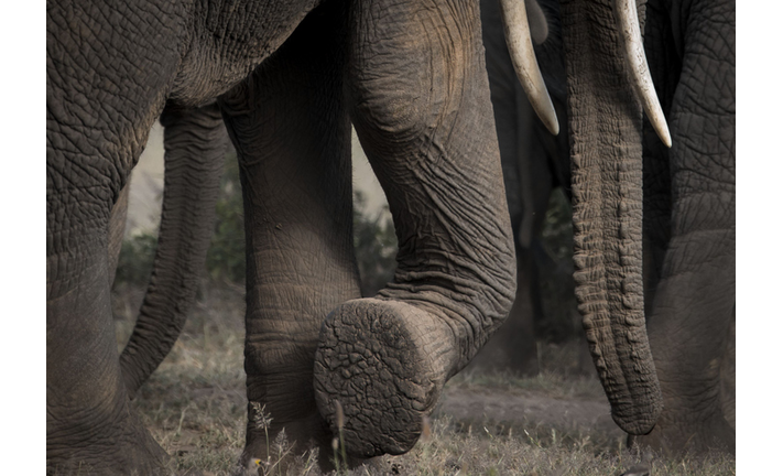 Close up of African Elephants (Loxodonta Arficana) foot, Amboseli National Park, Kenya