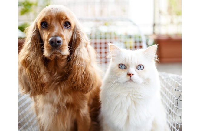 Portrait Of Dog And Cat
