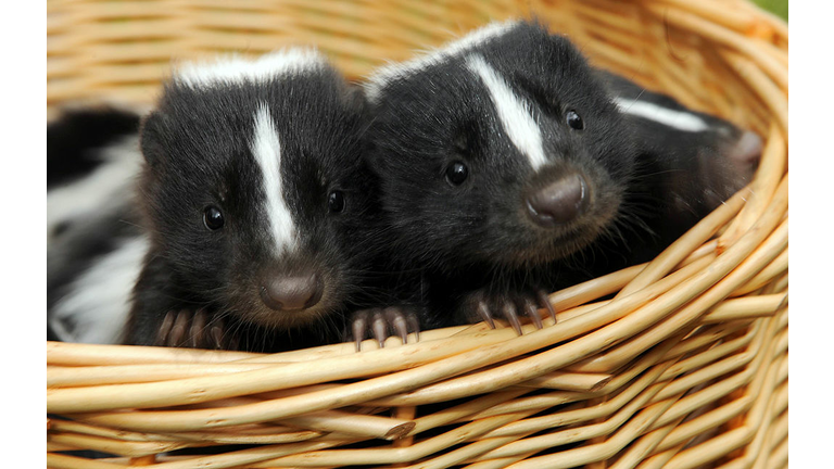 Two young skunks peer out of a basket du