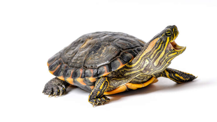 Florida Man Arrested For Threatening To Destroy Town With His 'Turtle ...