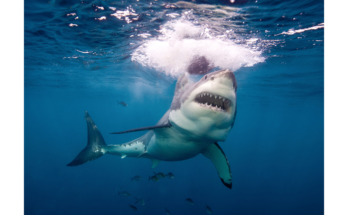 Great White Shark