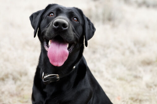 8 Labs Traveled U.S. to Continue Working as Assistance Dogs