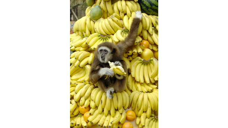 A white-handed gibbon plays on a mound o