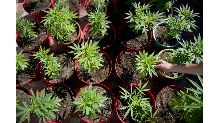 COLOMBIA-CANNABIS-LEGALIZATION