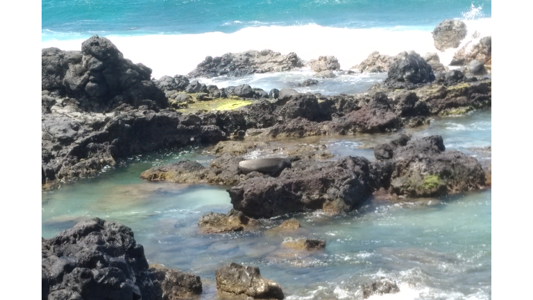 That's a gigantic Monk Seal!