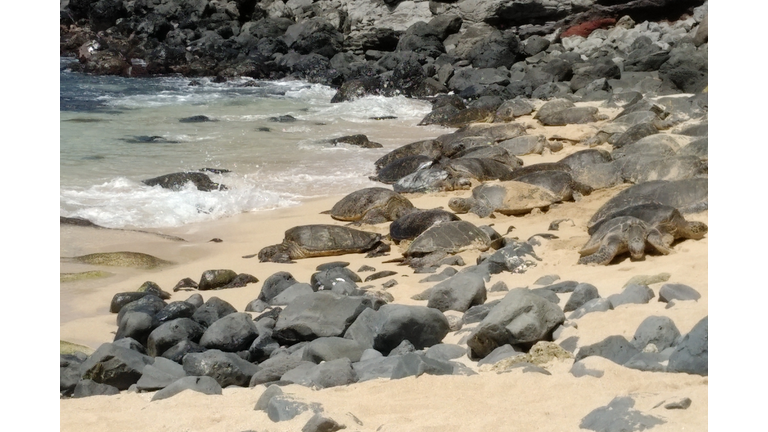 turtles basking in the sun