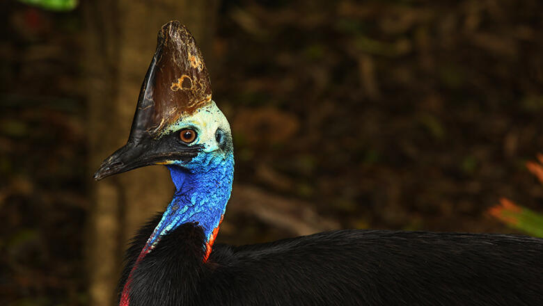 Florida Man Killed By His Rare Pet Bird | iHeart