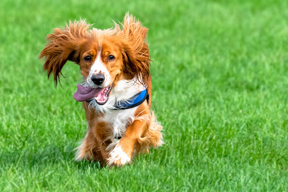Even dog hair is cleaner than a beard.