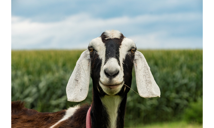 Goat Up Close on a Farm