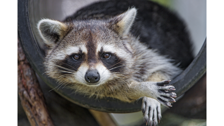 Raccoon in a tube