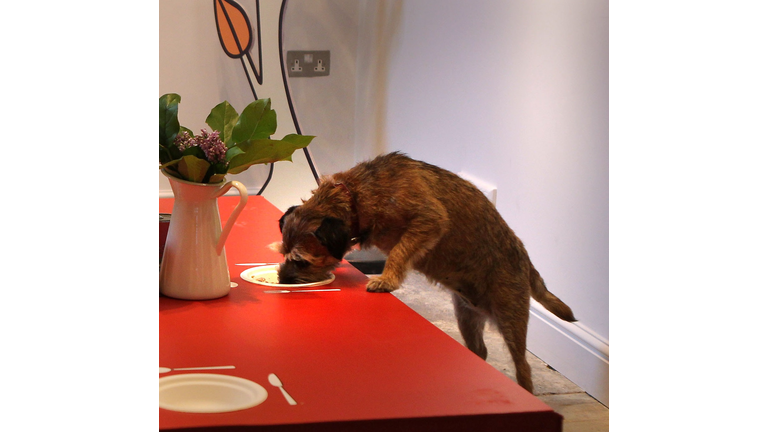 Lily's Kitchen Launch The First Pop-Up Doggy Diner