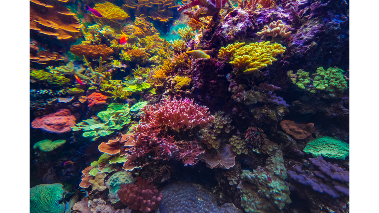 Great Barrier Reef, Australia 