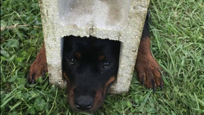 Firefighters Use Jaws Of Life To Rescue Florida Dog Trapped In Cinder