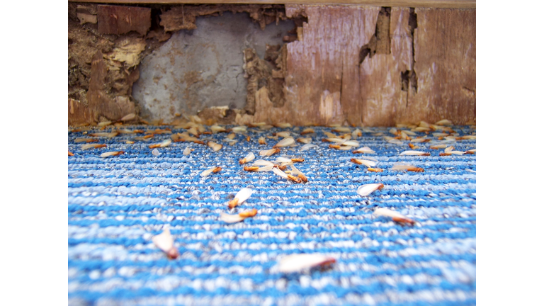Damage caused by Termites (series)