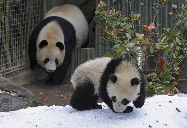 Sun Sets on San Diego Zoo's Panda Habitat as Last Two Near Return to