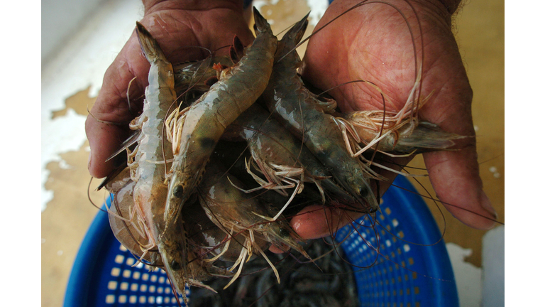 Louisiana Shrimpers Face Uncertain Future