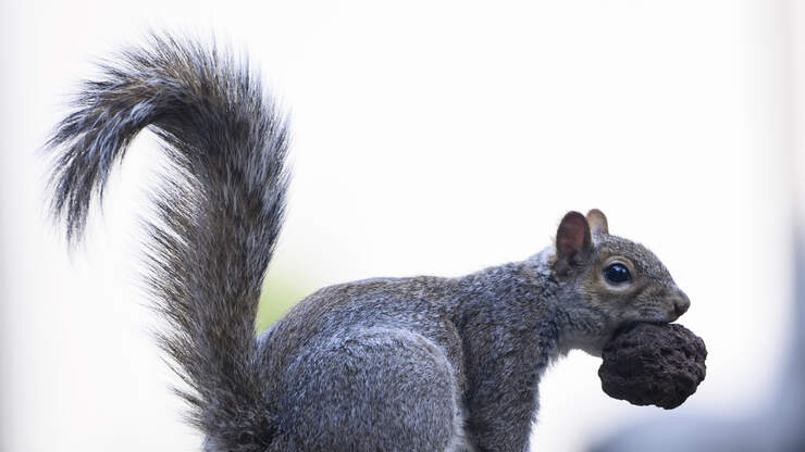 Check That Car Engine...A Squirrel May Be Storing Nuts | NEWSRADIO 1040 WHO