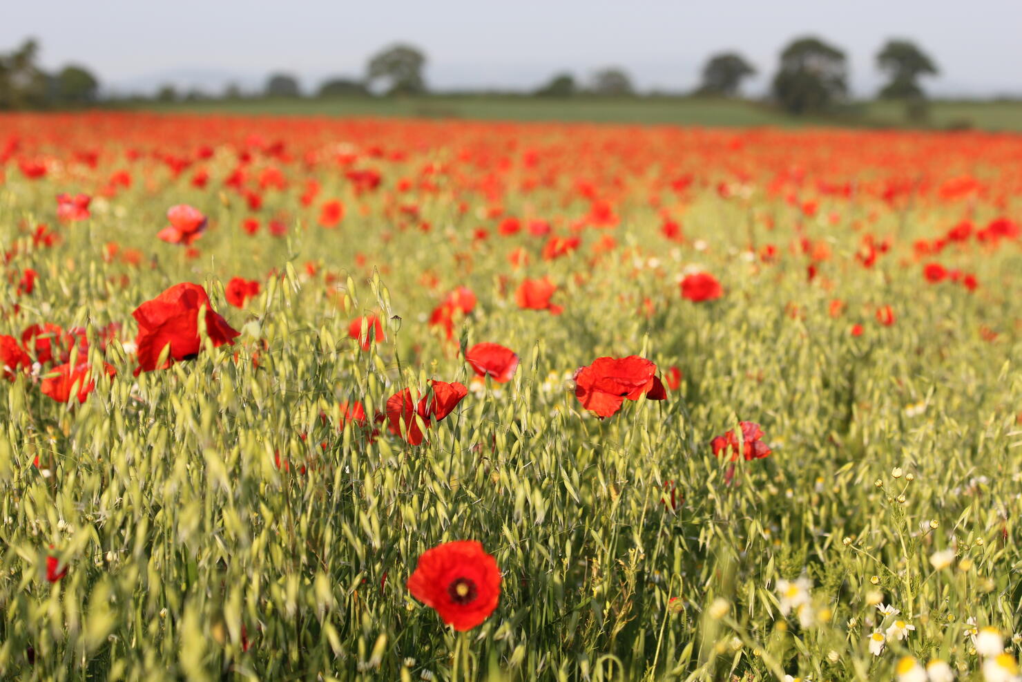 Remembrance Day Symbol