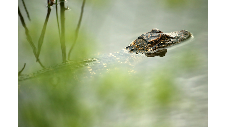 Baby Gator