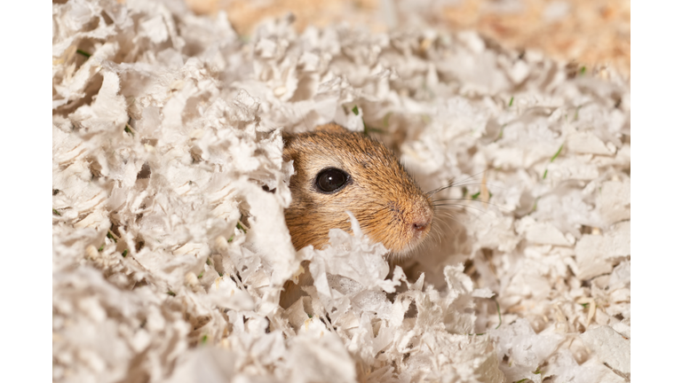 wake up call - Gerbil in his bed