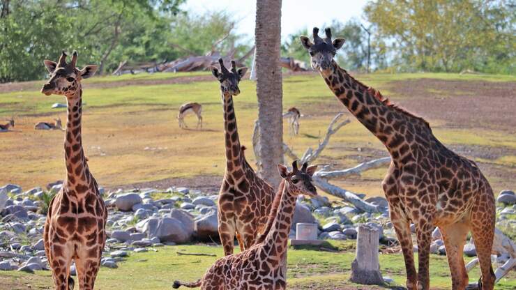 The Phoenix Zoo's Baby Giraffe Is Now Out In Public For Guests To See