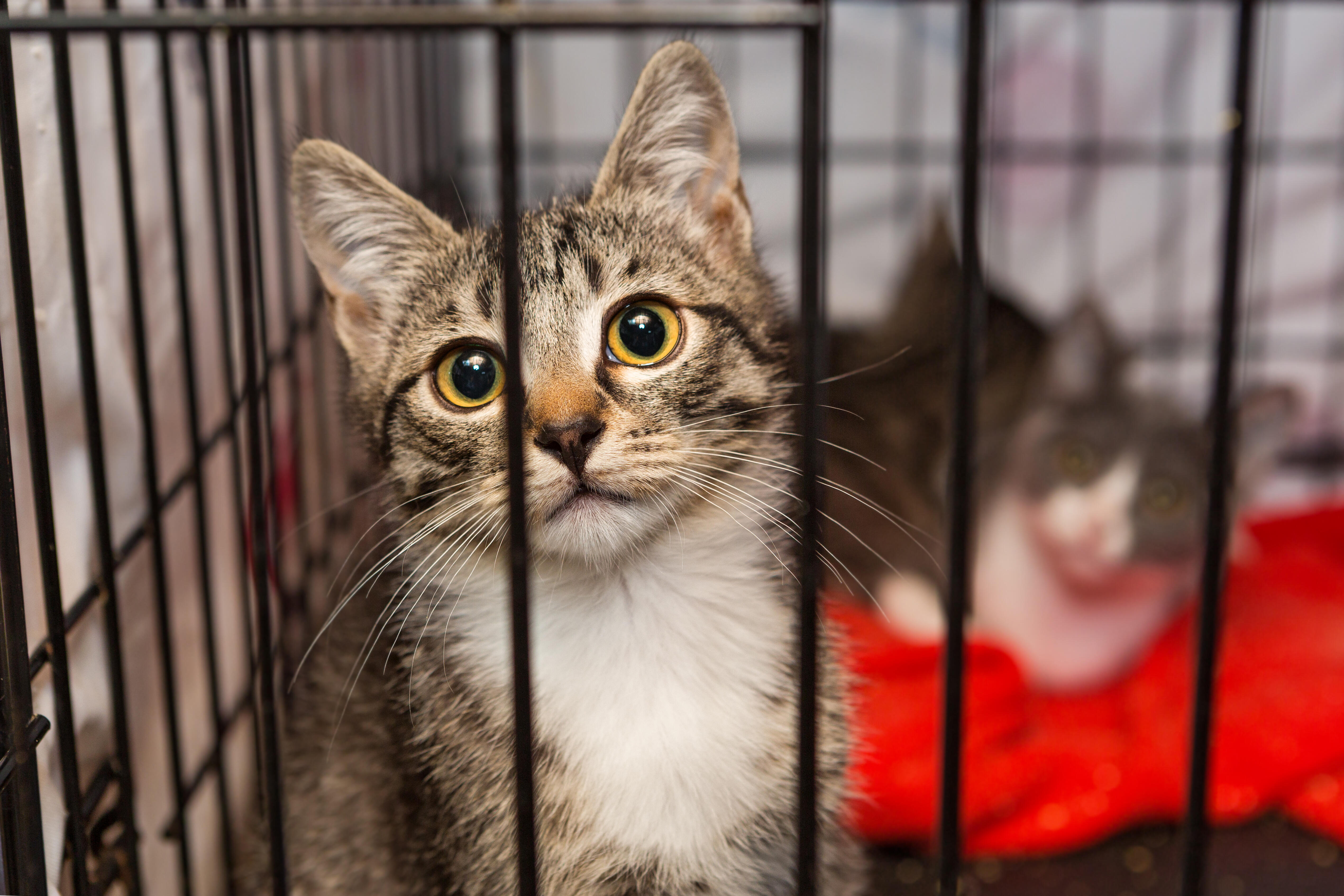 'CATober' At Palm Beach County Animal Care & Control's Shelter