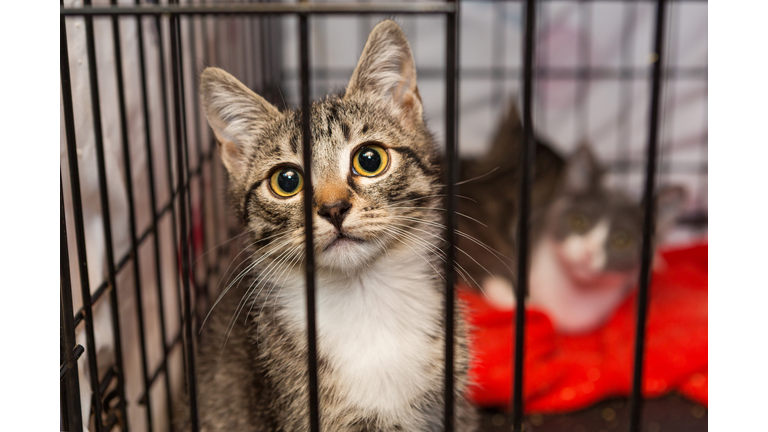 Little kittens in a cage of a shelter