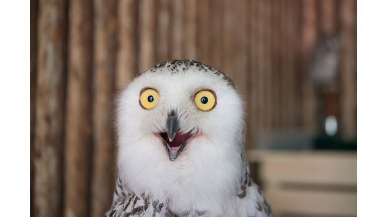 Close up snowy owl eye with wooden background