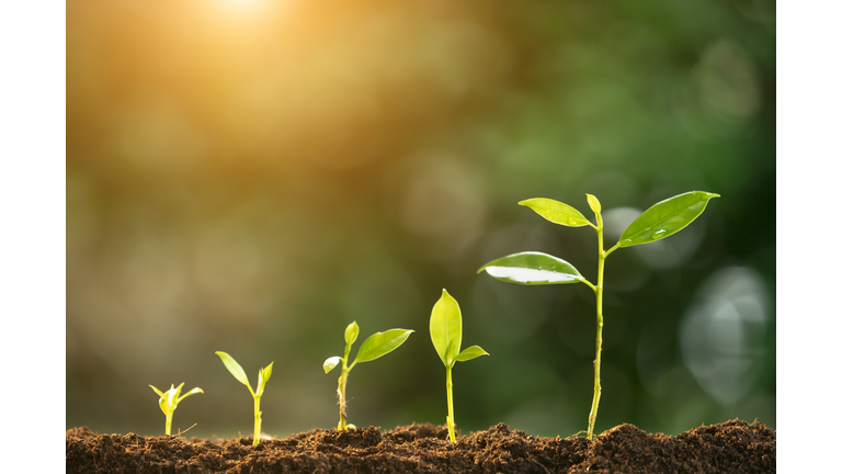 agriculture plant seeding growing step concept in garden and sunlight