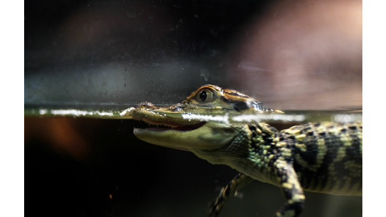 US-MUSEUM-"CROCS: ANCIENT PREDATORS IN A MODERN WORLD"