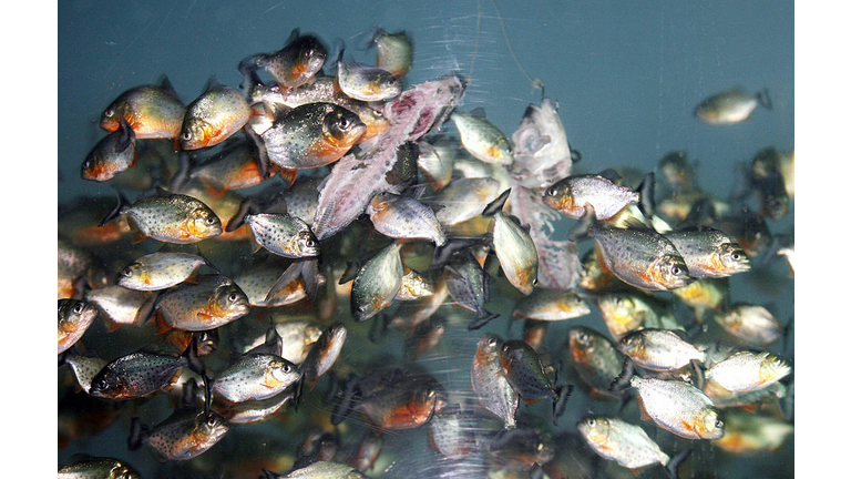 Piranhas eat fishe in side a tank at the