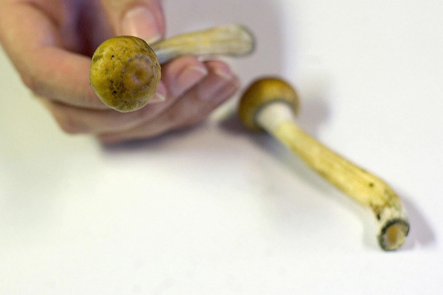 Denver becomes 1st US city to decriminalize 'magic mushrooms' 